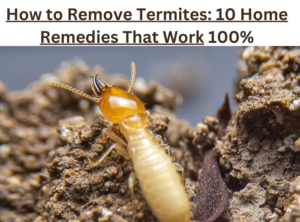 Termite-blog-image